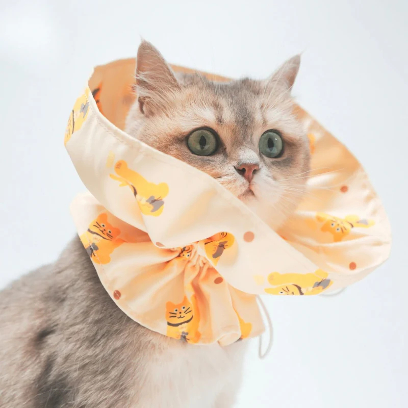 Cat wearing comfortable collar