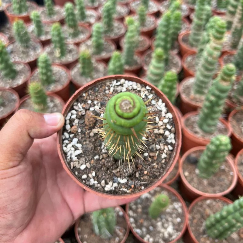 cactus.lu online shop Cactus Grey  Lost Calf