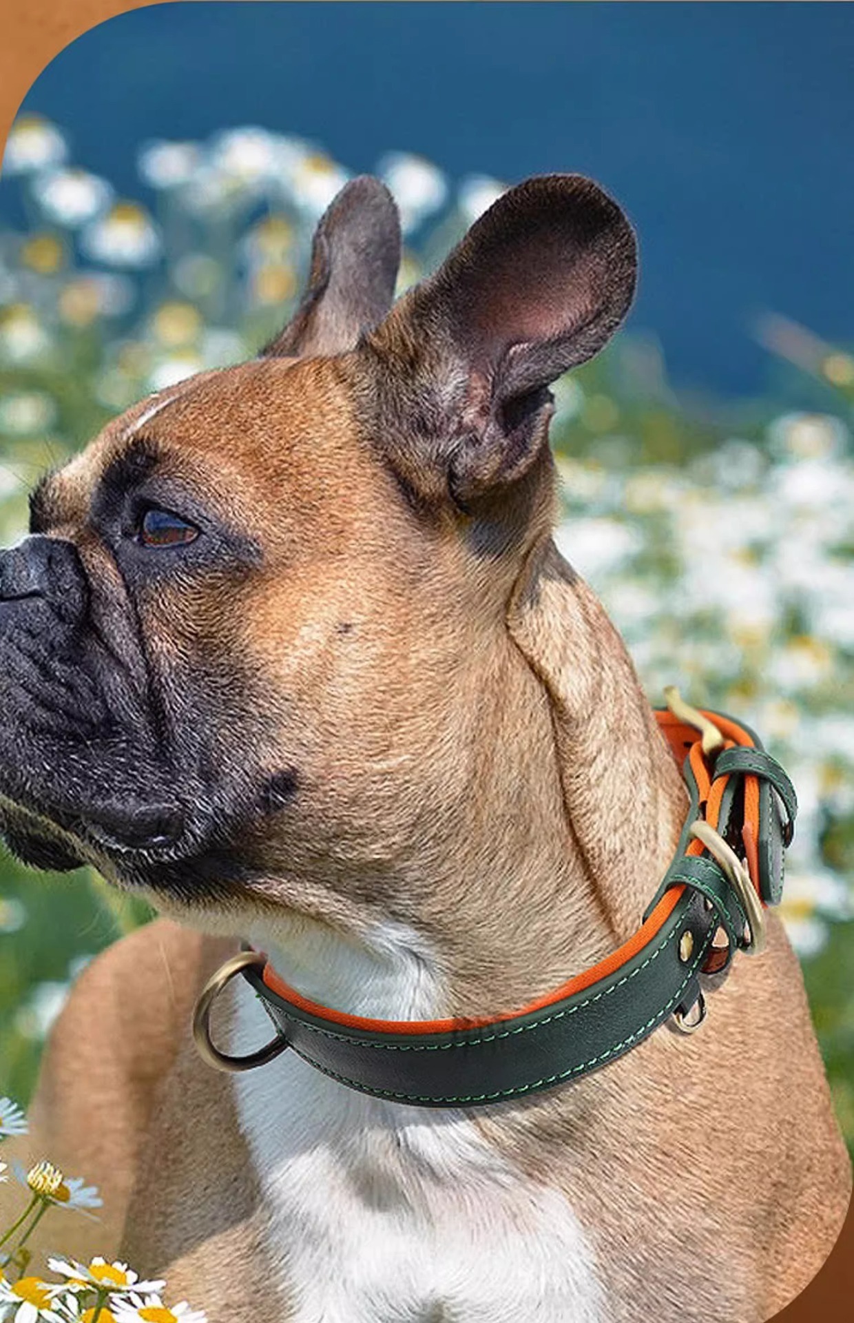 Coleira de couro para cão personalizada com placa de identificação_voghion.com