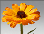 Calendula Officinalis Flower Extract