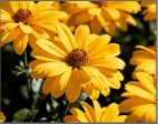 Tagetes Erecta Flower Extract