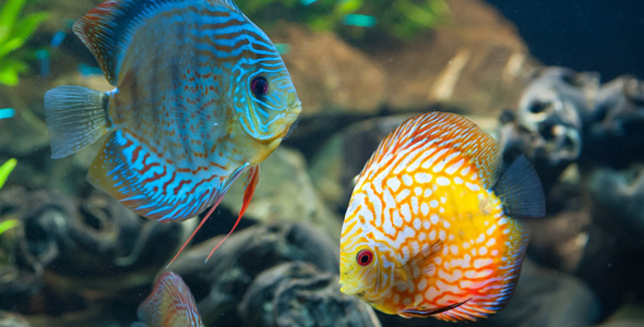 Aquarium Lighting